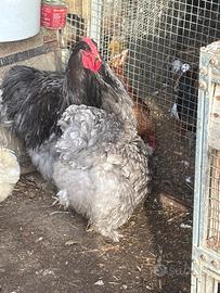 Galline cocincina gigante