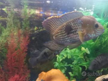 Clicladi green terror