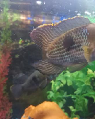 Clicladi green terror