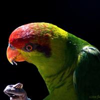 Pappagalli e uccelli esotici