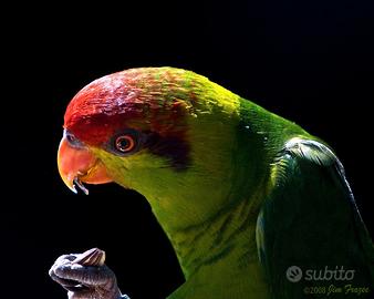 Pappagalli e uccelli esotici