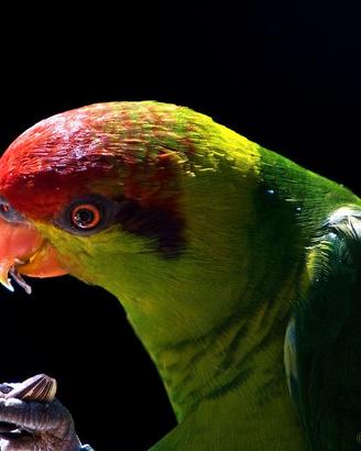 Pappagalli e uccelli esotici