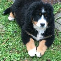 Bovaro del bernese