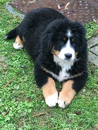 Bovaro del bernese