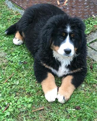 Bovaro del bernese
