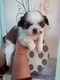 Shihtzu o Shitzu