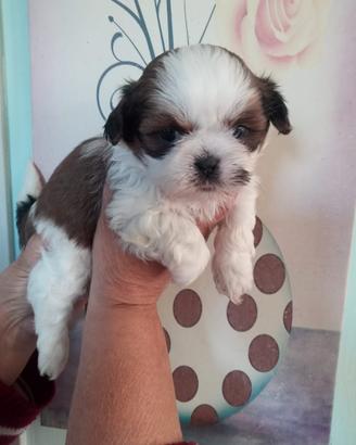 Shihtzu o Shitzu