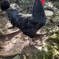 Pulcini del gallo nero della Val di Vara