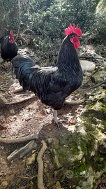 Pulcini del gallo nero della Val di Vara