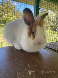 Coniglietta nana testa di leone