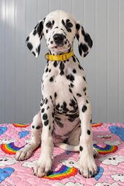 Femmina Dalmata