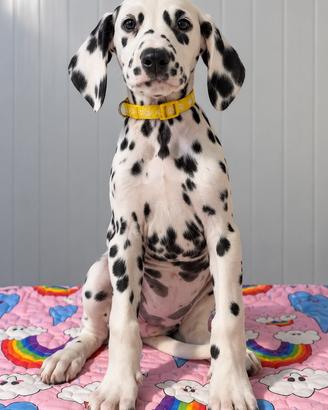Femmina Dalmata