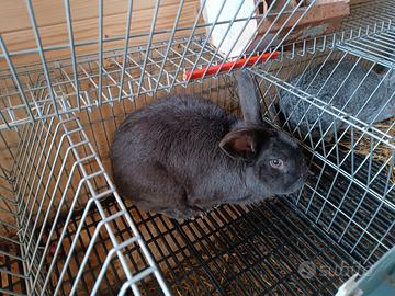 Conigli blu di vienna