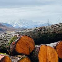 Legna da ardere mista sfusa