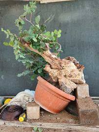 Bonsai carrubo con secco