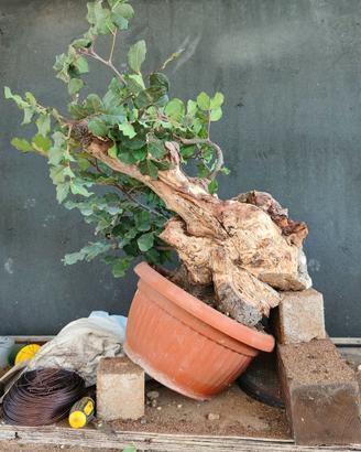 Bonsai carrubo con secco