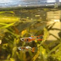Guppy