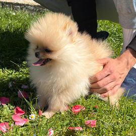 Spitz Tedesco Nano cuccioli con Pedigree ENCI