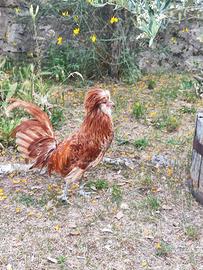 Gallo padovano