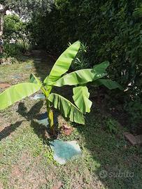 pianta di banano