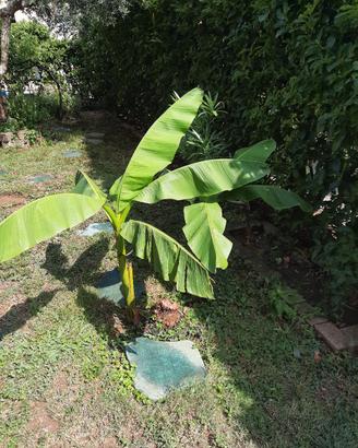 pianta di banano