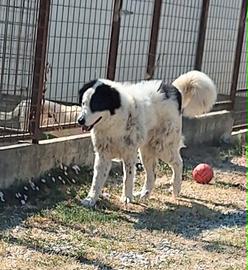 Maestoso mix maremmano/terranova in adozione