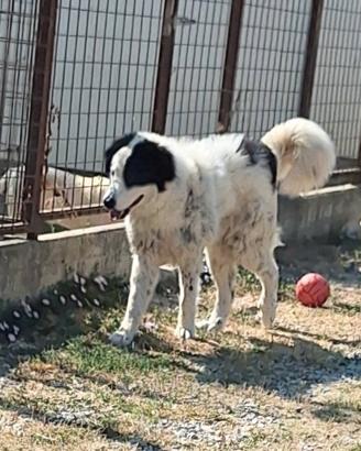 Maestoso mix maremmano/terranova in adozione