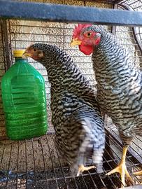Coppia galline amrokc