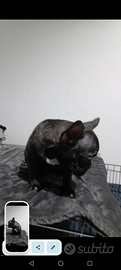Cucciola bulldog francese