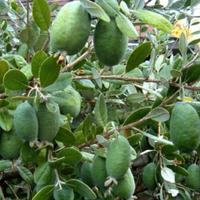 feijoa