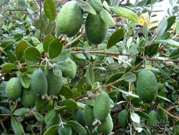 feijoa