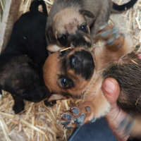 Cuccioli incrocio corso pitbull