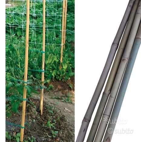 Canne in bamboo per sostegno ortaggi e altri usi - Giardino e Fai da te In  vendita a Pistoia