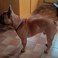 Bulldog francese per monta