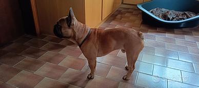 Bulldog francese per monta