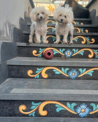 Maltese