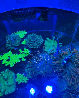 Talee coralli acquario marino