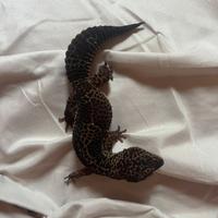 Geco leopardino carbon black