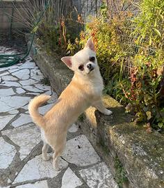 Chihuahua adulto
