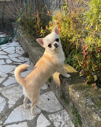 Chihuahua adulto