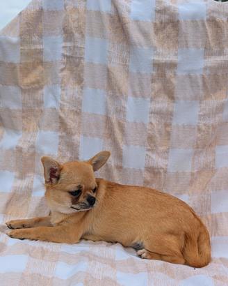 Splendida cucciola chihuahua, allevamento enci
