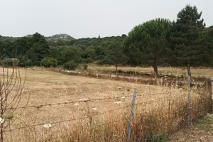 Proprietà 6,5 ettari