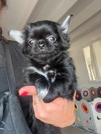 Chihuahua