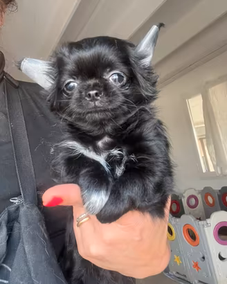 Chihuahua