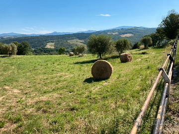 Terreno agricolo Caprese Michelangelo
