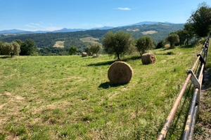 Terreno agricolo Caprese Michelangelo