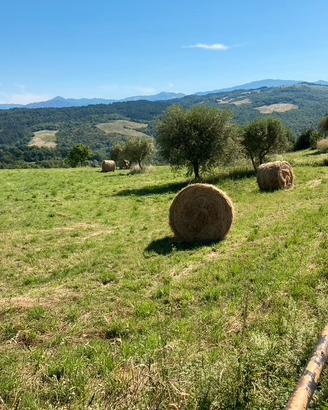 Terreno agricolo Caprese Michelangelo
