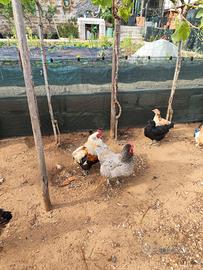 Olive Egger, araucana e cocincina nana