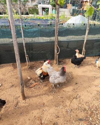 Olive Egger, araucana e cocincina nana