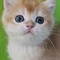 Ultimi 2 meravigliosi cuccioli british shorthair M